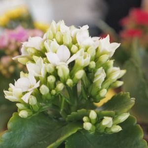 Meet your Posher, Gabrielle